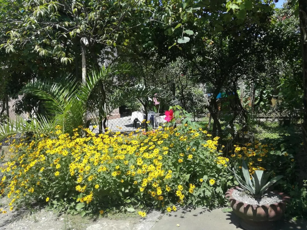 Guest House Makhinjauri Batumi